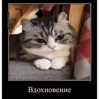 🐱 07102e7b Вдохновение 猫, インスピレーション, かわいい, 動物, ミーム, ロシア, 面白い, ペット telegram sticker