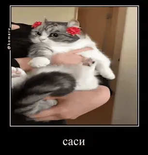 🐱 0710ba1e саси 猫, 可愛い, 子猫, 動物, ペット telegram sticker