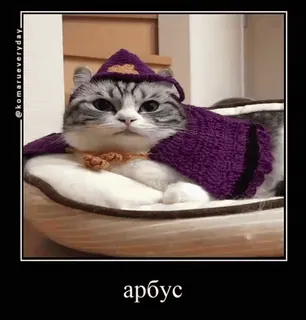 🍉 08e4eb7d арбус 猫, 面白い, ミーム, 動物, ペット telegram sticker