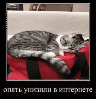 Большой пак Комару @mvborys104 telegram stickers