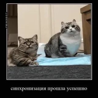 🐱 14661f87 синхронизация прошла успешно 猫, シンクロ, 面白い, 動物, かわいい, ミーム telegram sticker