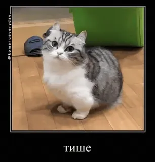 🐱 1a2be94e тише 猫, かわいい, 愛らしい, 子猫, ペット, 家畜 telegram sticker