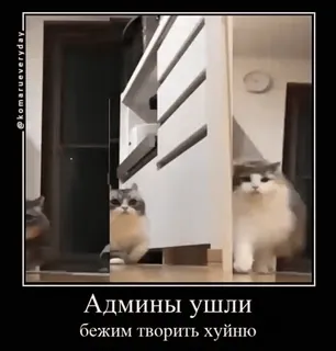 🐱 206ea20a Админы ушли
бежим творить хуйню 猫, ミーム, ユーモア, 不快 telegram sticker