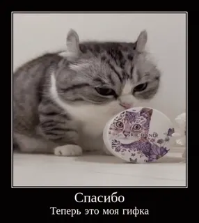 🐱 35909bcc Спасибо
Теперь это моя гифка 猫, 動物, ミーム, テキスト, ロシア語 telegram sticker