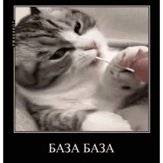 🐱 4897070d БАЗА БАЗА 猫, 動物, ミーム, 面白い, ロシア telegram sticker