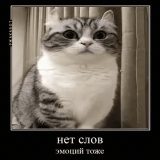 🐱 4bb558b6 нет слов
эмоций тоже 猫, ミーム, 動物, ペット, 面白い, 文字なし, 無表情 telegram sticker