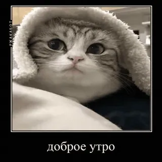 🐱 4f5a204b доброе утро 猫, おはよう, かわいい, 動物, ペット, ロシア語 telegram sticker
