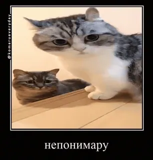 🧐 52e9ca28 непонимару 猫, ミーム, 面白い, 動物 telegram sticker