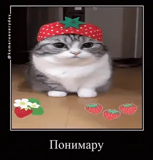 🧐 804f75b1 Попимару 猫, いちご, かわいい, 動物, ペット telegram sticker