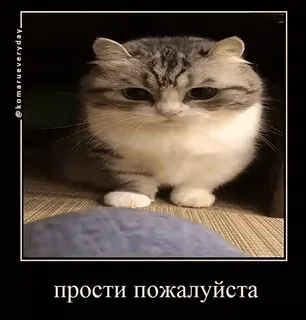 🐱 866bf3a0 прости пожалуйста 猫, かわいい, 謝罪, カワイイ, ペット, 動物, 子猫 telegram sticker