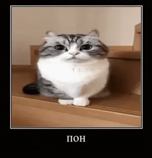 🐱 9100444b ПОН 猫, 動物, 可愛い, ペット, 階段, ペット telegram sticker