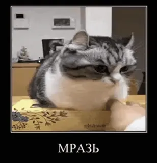 😡 a0f68247 МРАЗЬ 猫, ミーム, 動物, 攻撃的, ロシア語, テキスト telegram sticker
