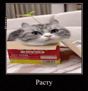 🐱 b43f8e9d Расту 猫, 箱, 植物, 子猫, かわいい, 面白い, ミーム telegram sticker
