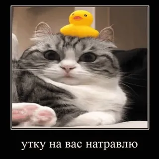 🐱 c4d42cb1 утку на вас натравлю 猫, アヒル, 動物, ミーム, ペット, ユーモア telegram sticker