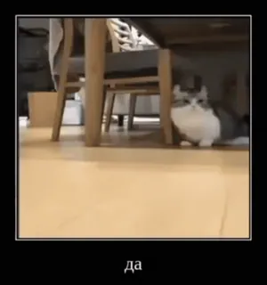 🐱 c8672941 да 猫, 可愛い, 動物, ミーム telegram sticker