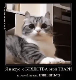 🐱 d1b898fe Я в ахуе С БЛЯДСТВА этой ТВАРИ
за это ей нужно ИЗВИНИТЬСЯ 猫, ミーム, 不快, ロシア, 面白い, 動物 telegram sticker