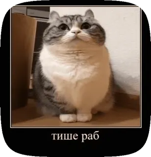 😡 db536641 тише раб 猫, ミーム, 面白い, 動物 telegram sticker