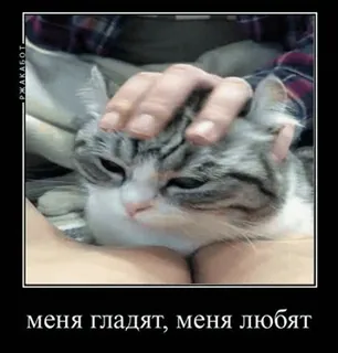 🐱 ea146fc0 меня гладят, меня любят 猫, ペット, 可愛い, 愛, 撫でる, 動物 telegram sticker