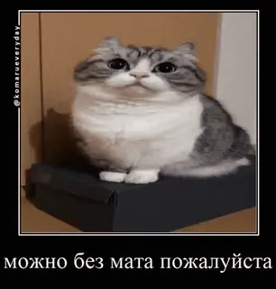 🤫 ec1820b5 можно без мата пожалуйста 猫, ミーム, 面白い, かわいい, 動物 telegram sticker