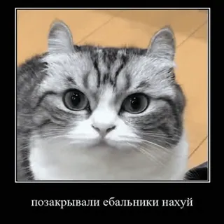 🐱 ed39ff32 позакрывали ебальники нахуй 猫, 不快, ミーム telegram sticker
