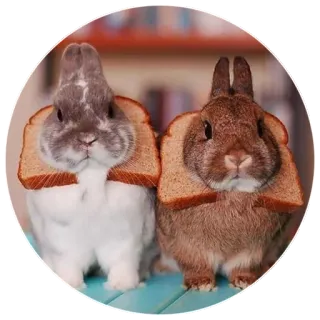 🌛 16bff75d coniglio, coniglio, pane, animali, carino, toast, umorismo, divertente telegram sticker