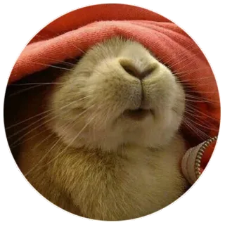 🙈 2dff129b coniglio, animale, carino, animale domestico, bunny telegram sticker