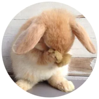🙈 32a10b79 coniglio, coniglio, animale, carino, animale domestico, ariete, coniglietto pasquale telegram sticker