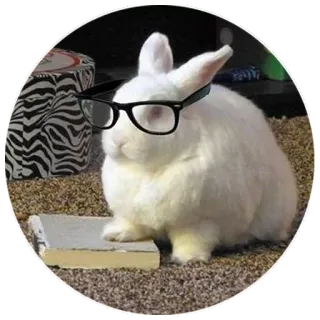🤓 3c6d809a coniglio, occhiali, libro, animale, animale domestico, lettura telegram sticker
