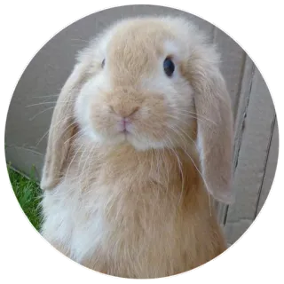 🤔 40972410 coniglio, coniglietto, animale, animale domestico, carino, orecchie basse telegram sticker