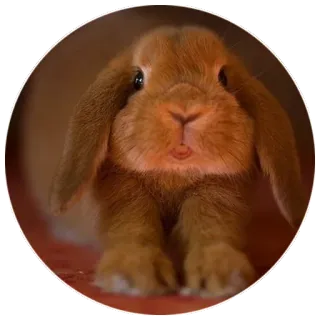 🐰 512dd5b1 coniglio, coniglio, animale, animale domestico, carino, animale domestico telegram sticker