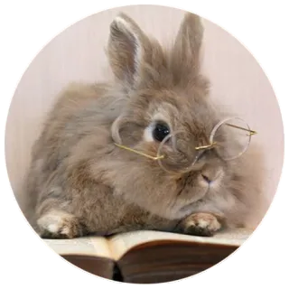 🤓 641634ea coniglio, occhiali, libro, animale, lettura, carino telegram sticker