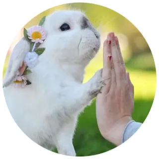 ✋ 7254ab90 coniglio, animale, carino, batti cinque, fiori, natura, amicizia telegram sticker