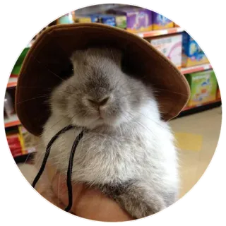 😊 7ad8d4db coniglio, coniglietto, cappello, animale, carino, animale domestico, roditore telegram sticker