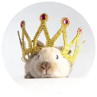 👑 9665bce6 coniglio, coniglietto, corona, animale, carino, animale domestico telegram sticker