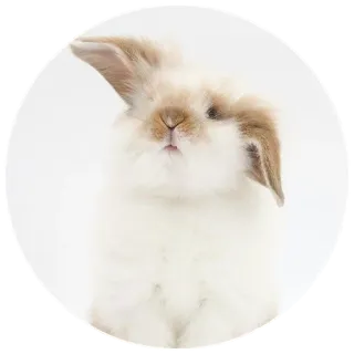 🤓 97d31e8b coniglio, animale domestico, animale, carino, soffice, orecchie basse telegram sticker