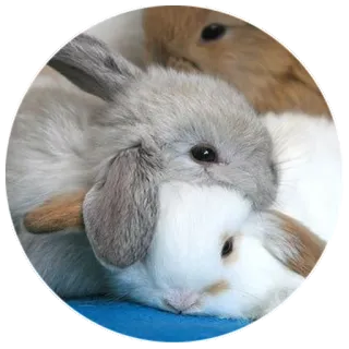 ❤ 98f16df7 coniglio, coniglietto, carino, animale, animale domestico telegram sticker