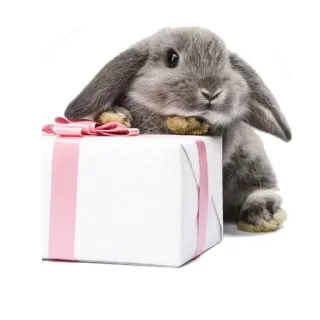 🎁 9b2df393 coniglio, regalo, presente, animale, carino telegram sticker