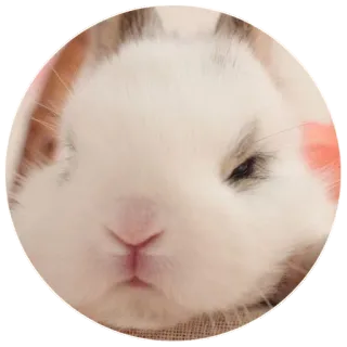 😠 aaf0f839 coniglio, coniglietto, animale, carino, animale domestico, bianco telegram sticker
