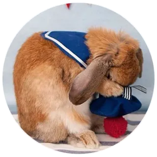 🙈 aba74bfe coniglio, carino, animale, animale domestico telegram sticker