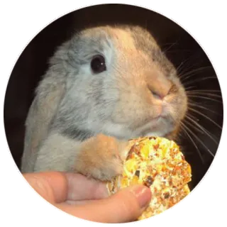 😒 b964d0e5 coniglio, animale, animale domestico, carino, cibo, mano telegram sticker