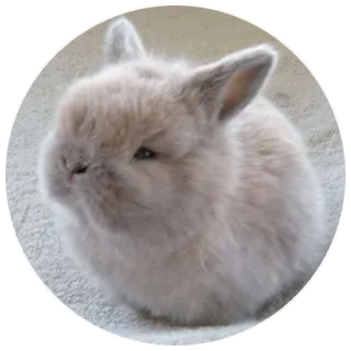😑 cbacccff coniglio, coniglietto, animale, carino, soffice, animale domestico telegram sticker