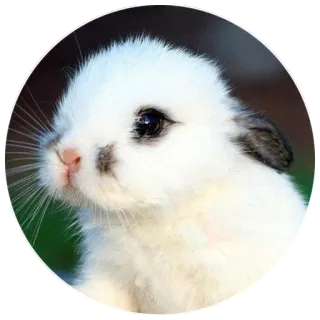 🙁 e21aee48 coniglio, animale, coniglietto, carino, animale domestico, bianco telegram sticker