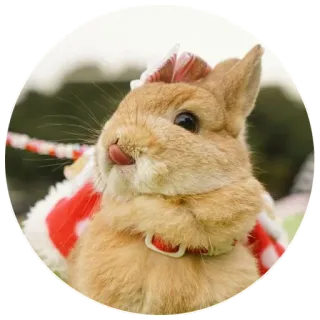 ☺️ e385d4f6 coniglio, carino, animale, coniglietto telegram sticker