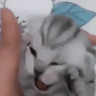 😱 42bd2285 kucing, hewan peliharaan, binatang, felidae, kucing domestik, kucing abu-abu telegram sticker