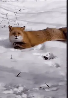 🤩 0aa6557a volpe, animale, neve, natura, inverno, fauna, carino whatsapp sticker