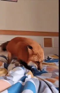 🤩 1b82f23d volpe, animale, animale domestico, carino, addomesticato, letto whatsapp sticker