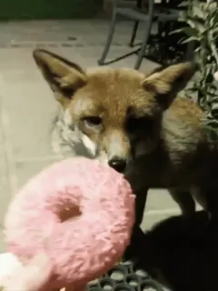 🤩 410189ea volpe, ciambella, animale, fauna selvatica, cibo, carino, mammifero whatsapp sticker