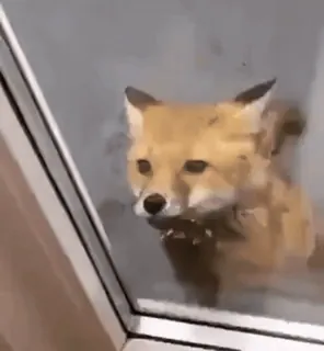 🤩 9ae1aaeb volpe, animale, finestra, carino, fauna selvatica whatsapp sticker