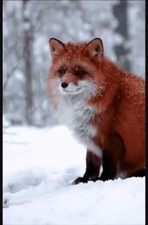 🤩 a52dc072 volpe, animale, neve, inverno, foresta, fauna selvatica, volpe rossa whatsapp sticker