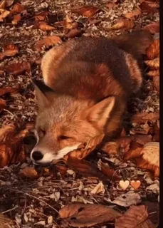 🤩 f0db80ea volpe, animale, fauna selvatica, natura, foglie, autunno, dormire whatsapp sticker